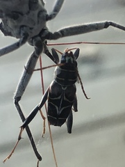 Neoclytus