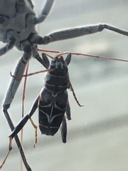 Neoclytus