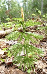 Dendrolycopodium obscurum