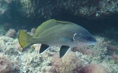 Sciaena umbra