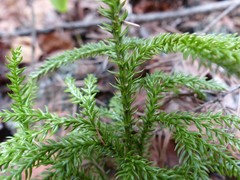 Dendrolycopodium obscurum
