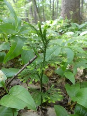 Dendrolycopodium obscurum