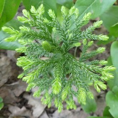 Dendrolycopodium obscurum