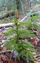 Dendrolycopodium obscurum
