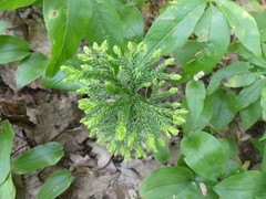 Dendrolycopodium obscurum