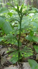 Dendrolycopodium obscurum