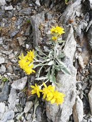 Jacobaea carniolica