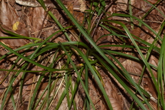 Carex depauperata