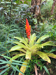Guzmania berteroniana