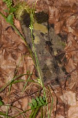 Carex depauperata