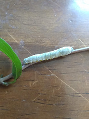 Macremphytus lovetti