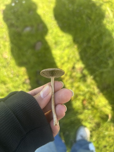 iNaturalist observation photo of Agrocybe