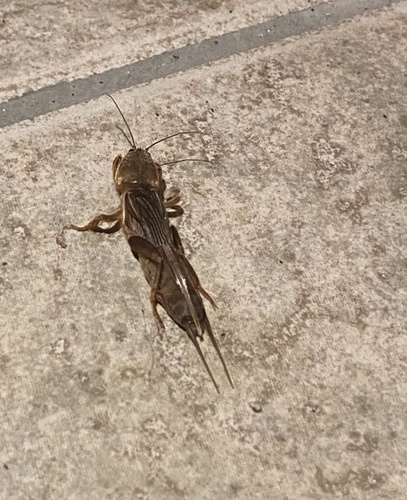 African Molecricket photo 2