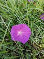 Ipomoea suffulta