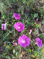 Ipomoea suffulta