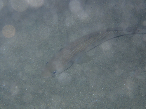 Umbrina cirrosa