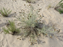 Cirsium pitcheri