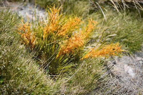 Aciphylla montana (Aciphylla montana)