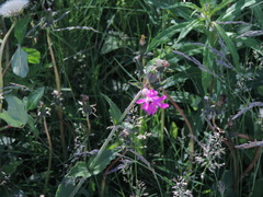 Silene dioica