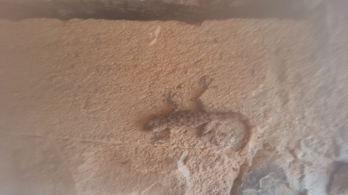 Algerian Fan-fingered Gecko