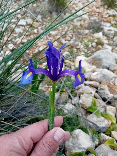 Avistamiento Iris azul de las marismas (Iris xiphium)