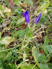 Gentiana pneumonanthe