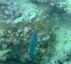 Pseudodax moluccanus