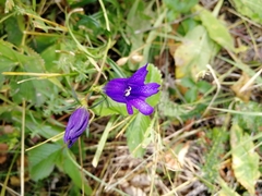 Gentiana pneumonanthe