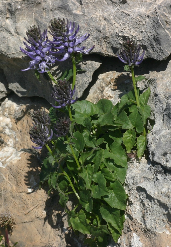 Phyteuma cordatum