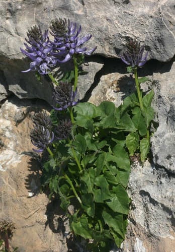 Maritime rampion (Phyteuma cordatum)