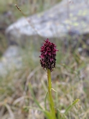 Gymnadenia