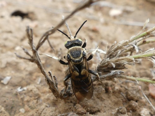 Triepeolus robustus