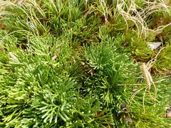 Diphasiastrum tristachyum