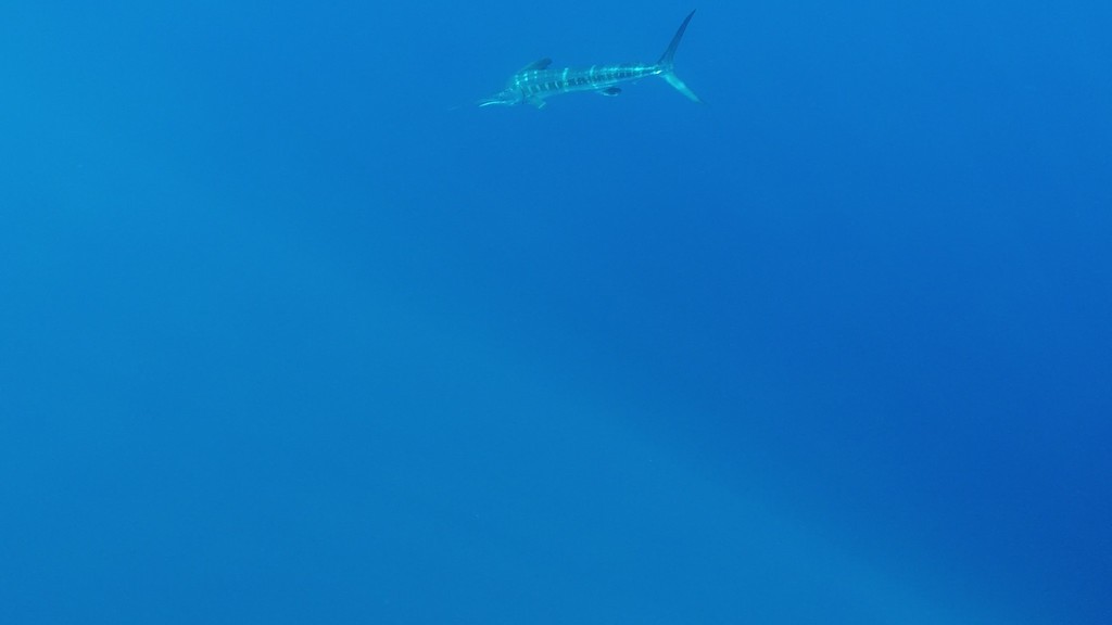 Foto de Aguja blanca (Tetrapturus albidus)