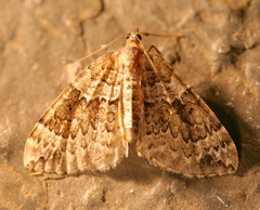 Cidariini