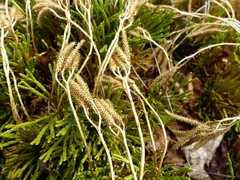 Diphasiastrum tristachyum