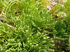 Diphasiastrum tristachyum