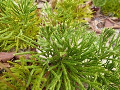 Diphasiastrum tristachyum