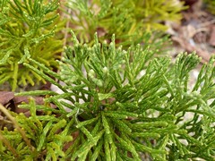 Diphasiastrum tristachyum