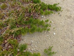 Diphasiastrum tristachyum