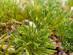 Diphasiastrum tristachyum