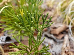 Diphasiastrum tristachyum