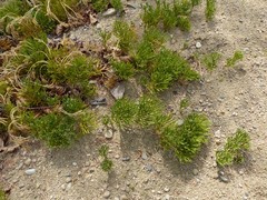 Diphasiastrum tristachyum