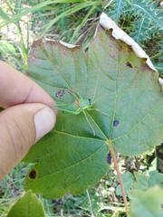 Ephippiger perforatus