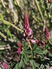 Indigofera amoena