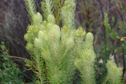 Image of Phylica pubescens by no rights reserved