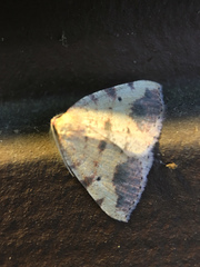 Drepanulatrix carnearia