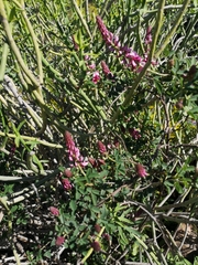 Indigofera amoena