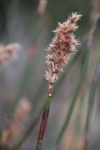 Resprouting Arrowreed (Ceratocaryum persistens)