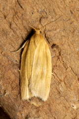Clepsis clemensiana